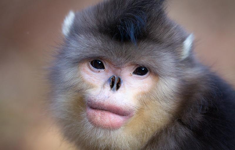 Snub-Nosed-Monkey